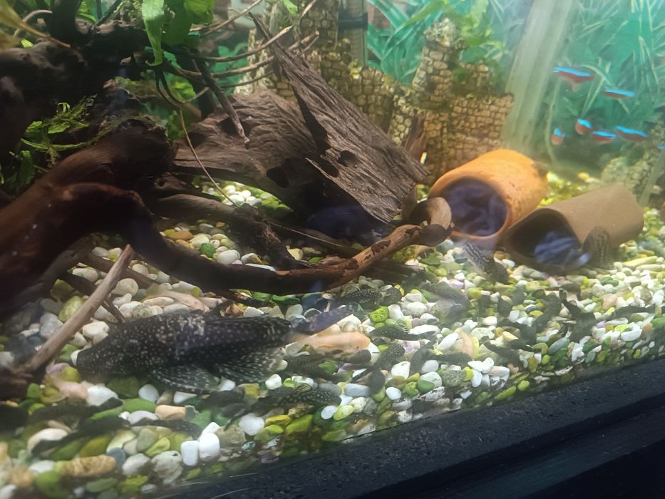 Сомчета Анциструс