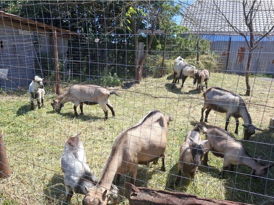 CAPRE , IEZI  și un ȚAP de vânzare URGENT !