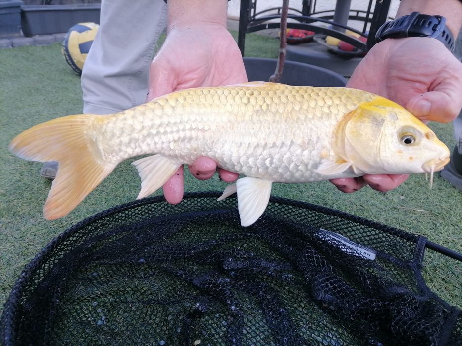 Crap KOi 30-35cm