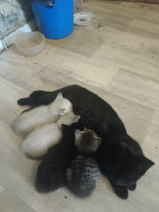 Котят отдам в хорошие руки