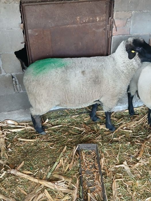 Vand oaie suffolk originala gestanta