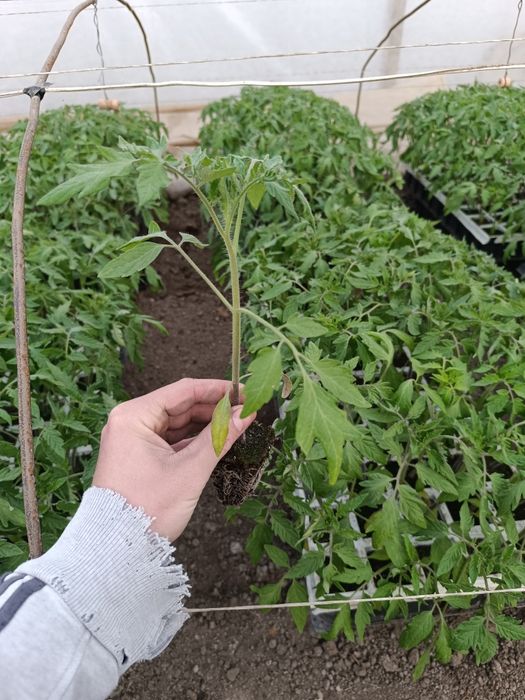 Разсад розови Домати