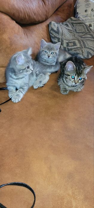 Британски късокосмести котенца