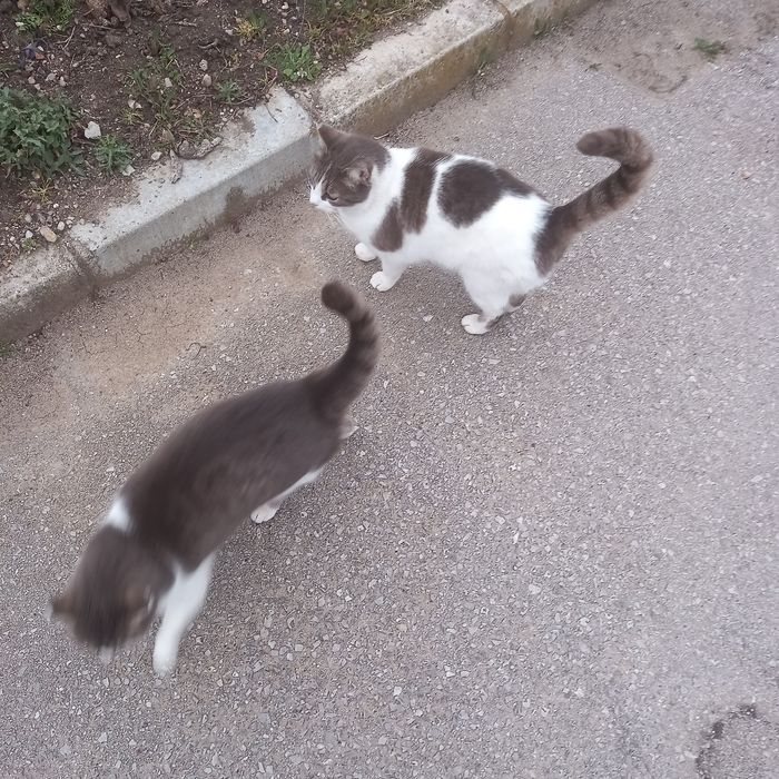 Котета на 10 месеца, кастрирани
