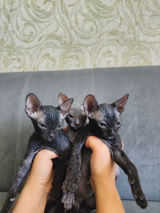 Продам котят сфинксов