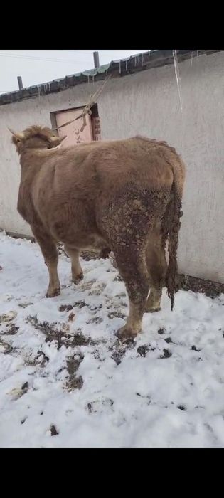 Бычок сатылады  саудасы бар