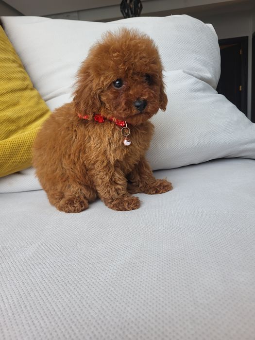Pudel toy pedigree