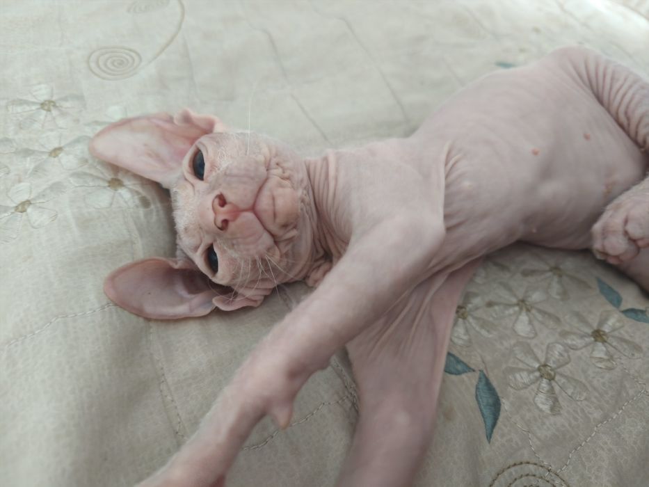 Мальчик донского сфинкса