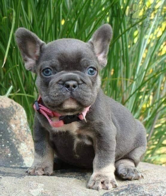 Bulldog francez mascul