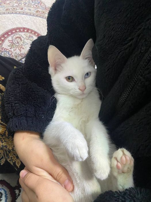 Khao manee mushukcha