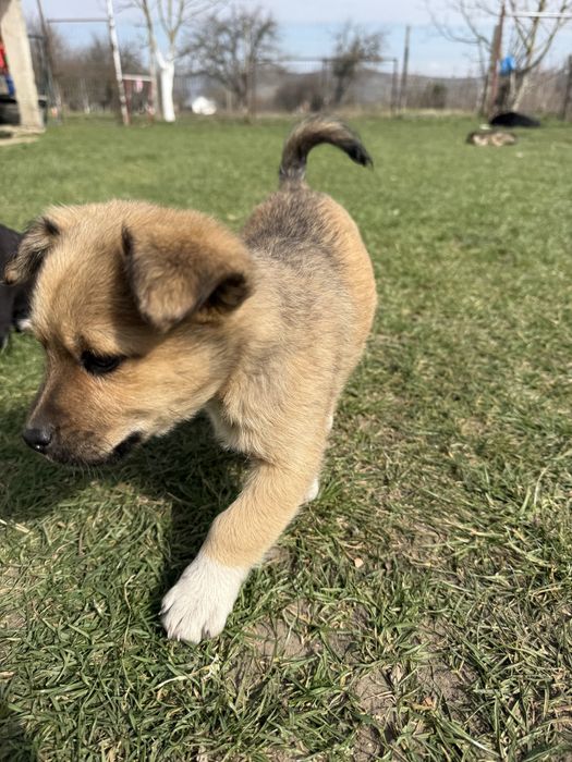 DONEZ căței, talie mică, mai sunt 2