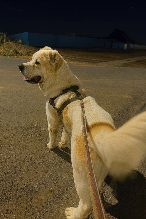 Сабака алабай еркек