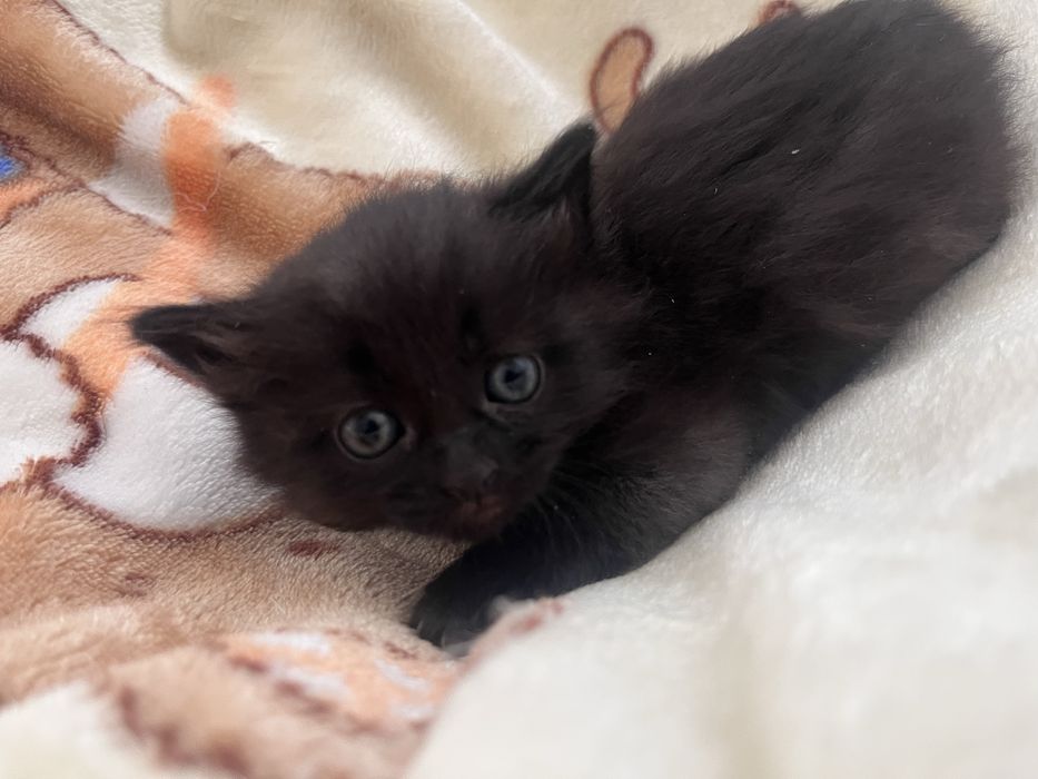 Отдам котят в добрые руки