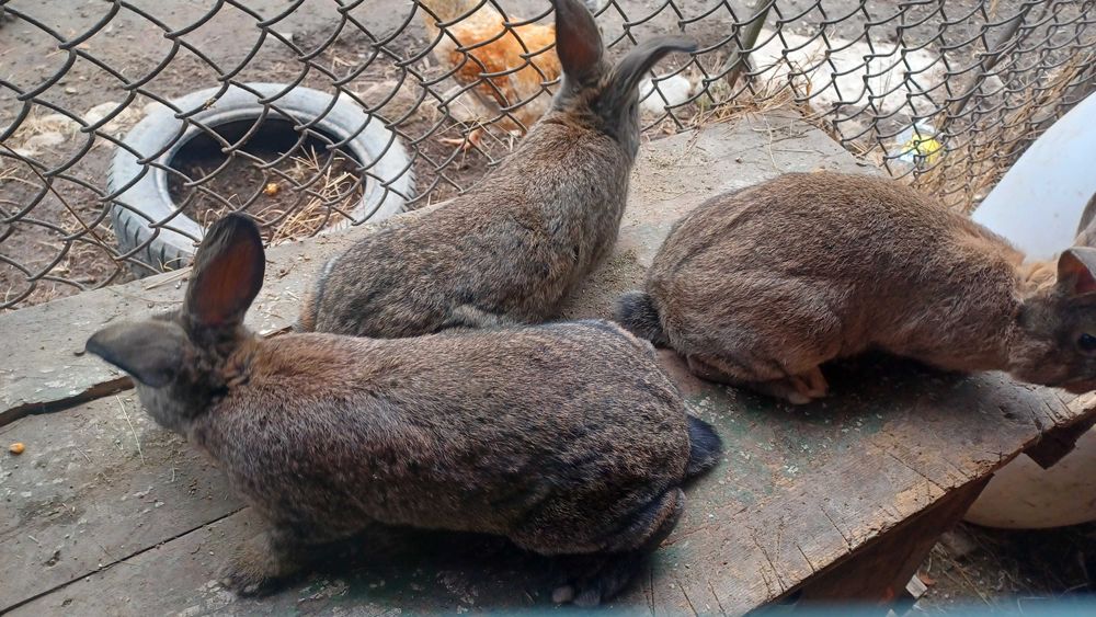 Продавам зайци различна възраст