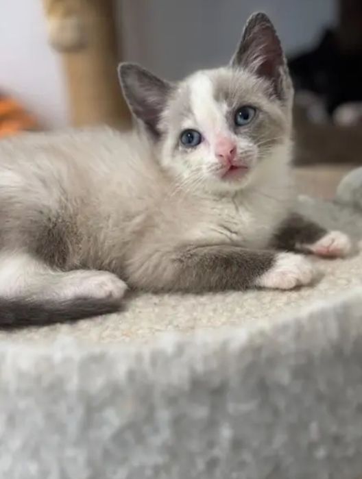 Ragdoll fetita 800 lei