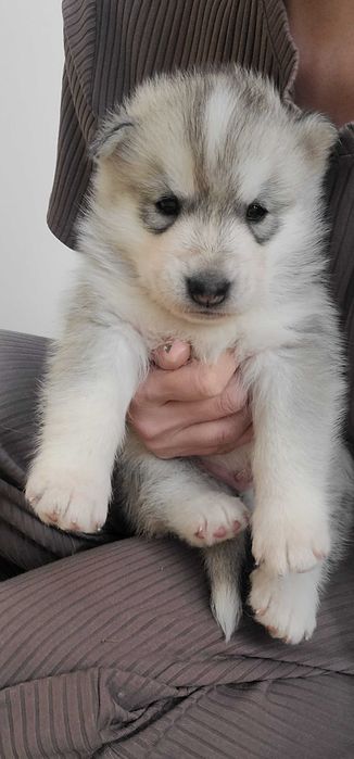 Мальчик чистокровный сегодня 2 месяца родился 14февраля