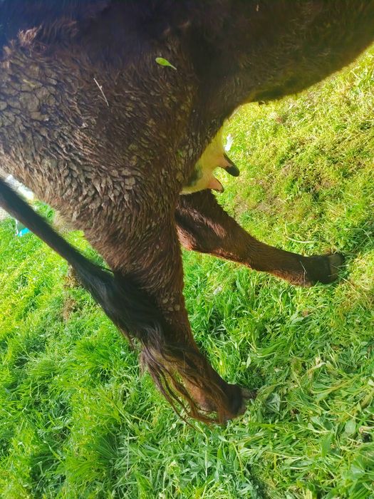 Mol SUT BERADI 10 LITIR BOLASI BUQACHAYahshi yidi yishidan momo yoq