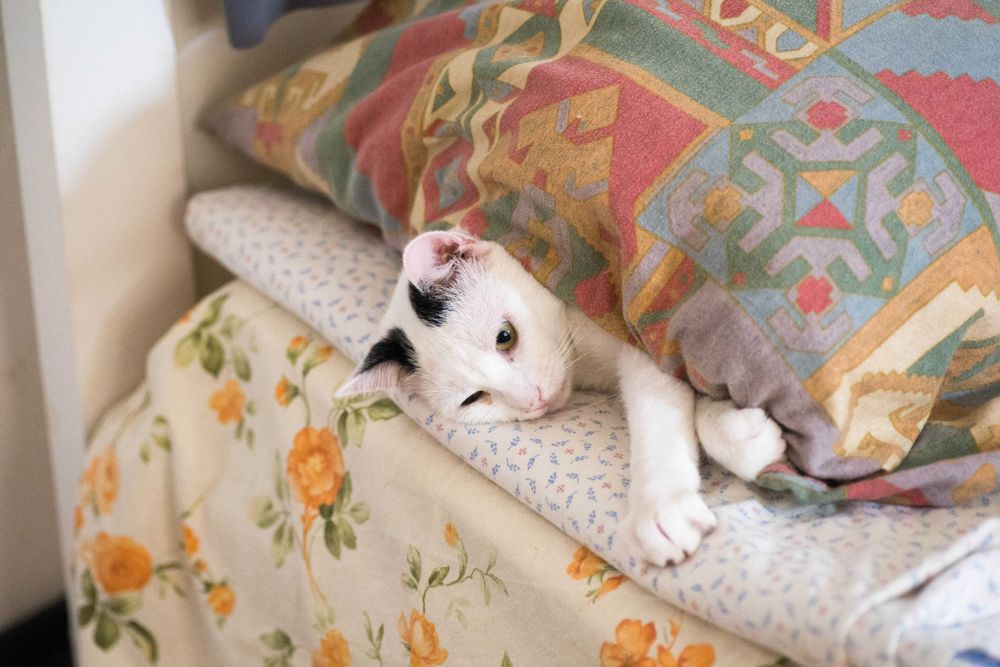 CAZARE caine,pensiune PET HOTEL,PET SITTER bona animale