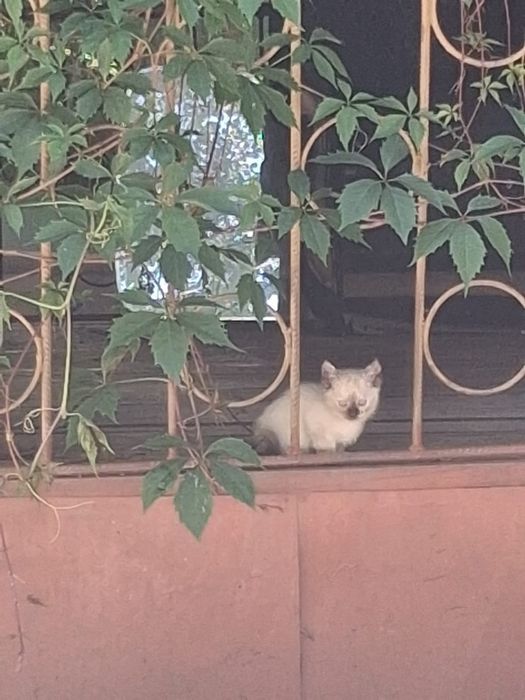 В хорошие ручки котят