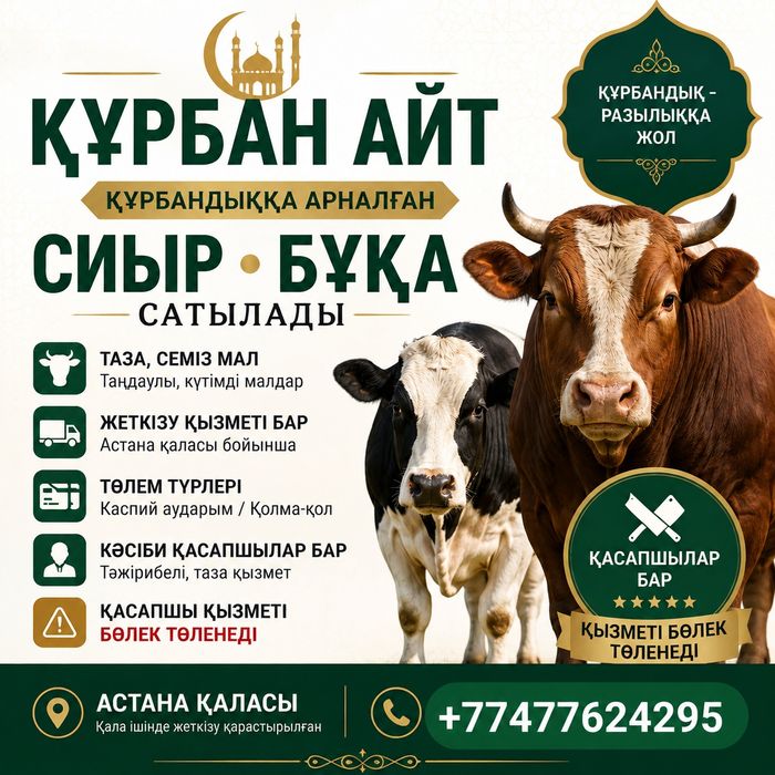 Құрбан айт бұқа, кашар