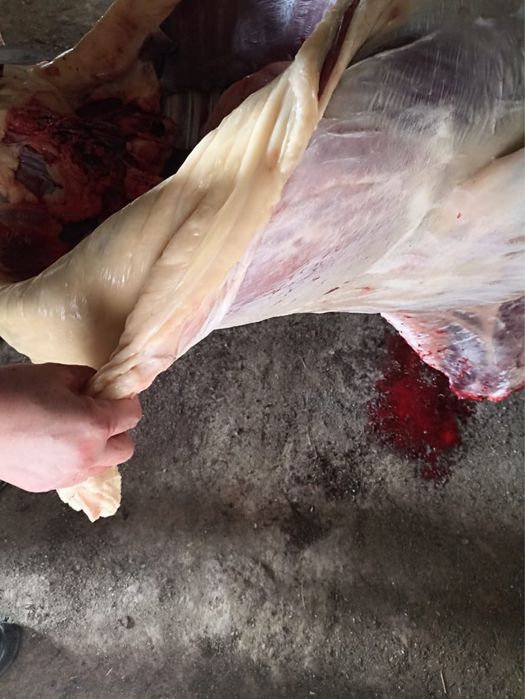 Семіз жабағылар сатылады