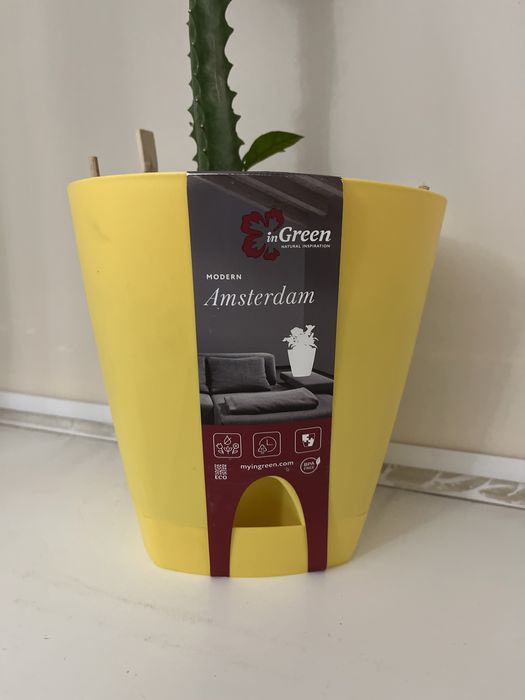 Молочай взрослый