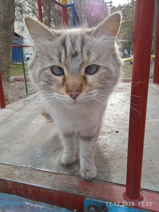 Невская маскарадная кошечка ищет заботливую семью