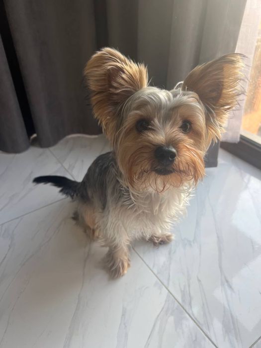 Продаются щенки йоршеского терьера