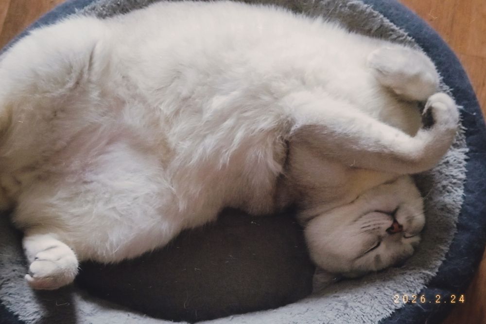 Продам кота , Фуджи