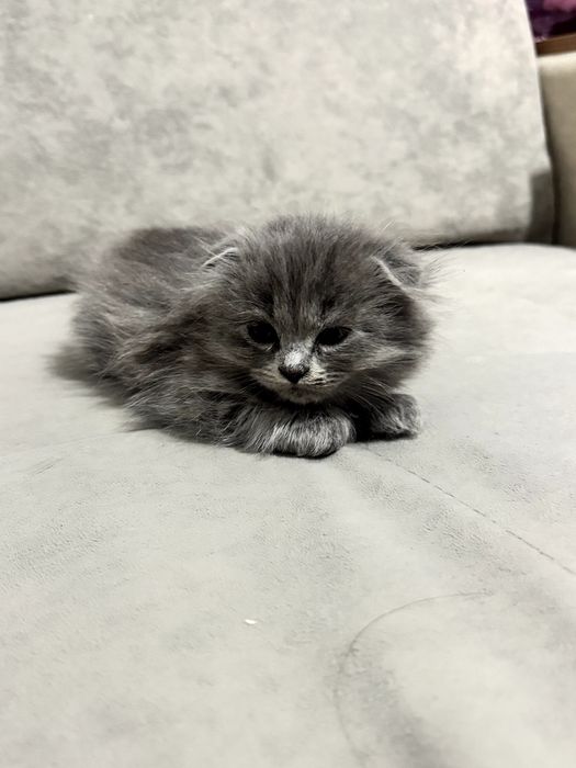 Продается вислоухий крупный котенок