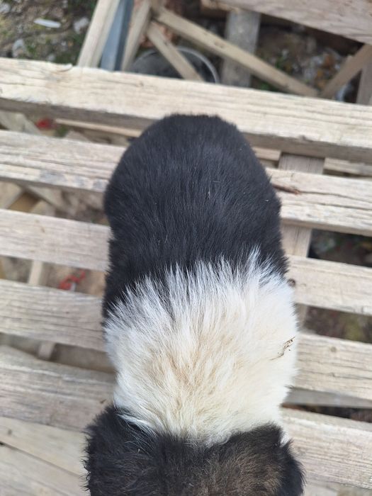 Щенок девочка  бесплатно