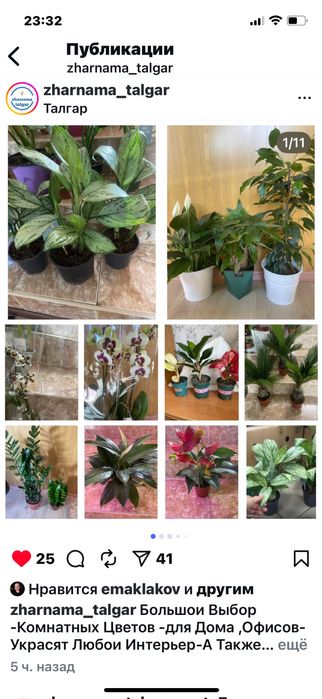 Антуриум ,Спамифилюм,Доллор,Цикас