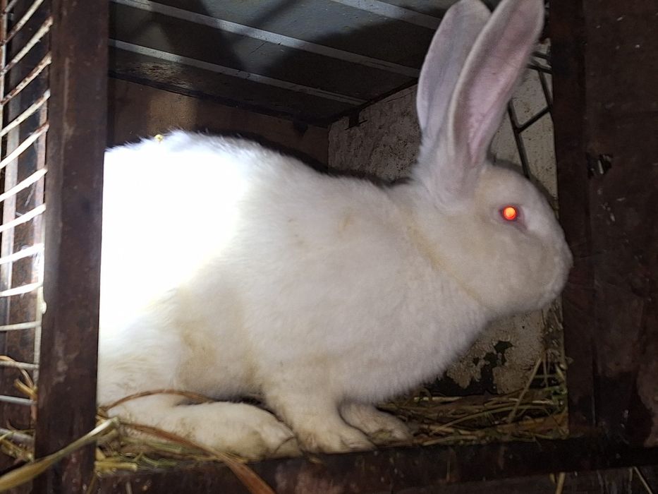 Iepuroi uriaș german alb