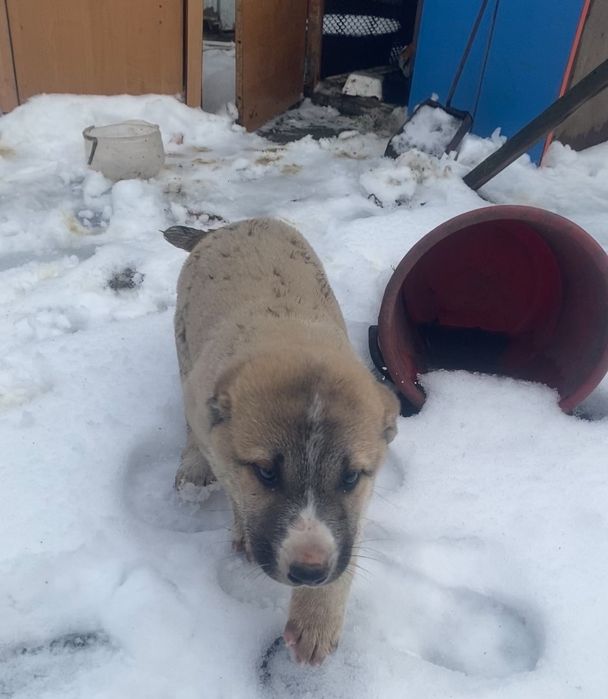 Алабаи сатлат обмер бар