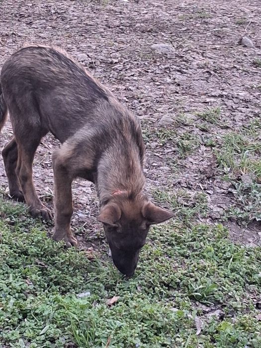 Бельгийская овчарка Малинуа