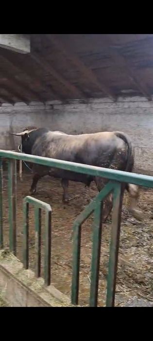 Taur Aubrac de vânzare