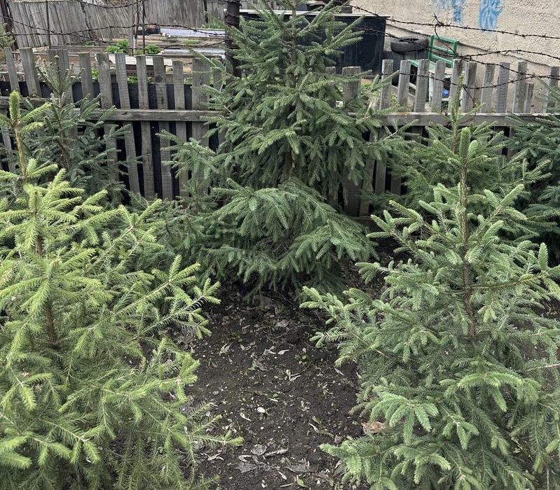 Продаем боровские ели