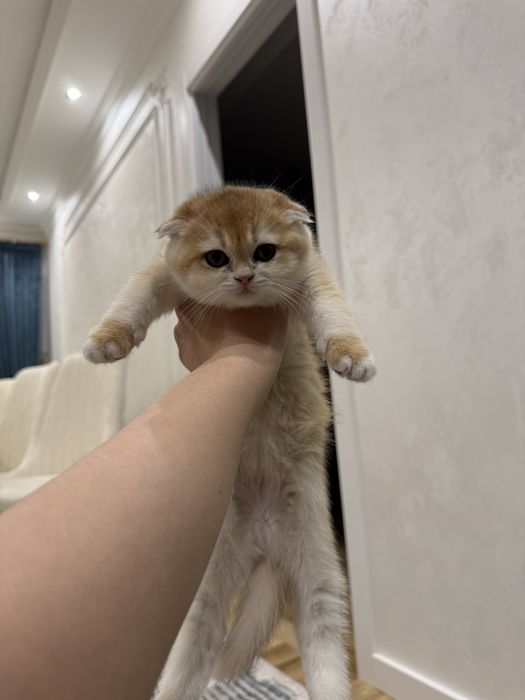 Золотая шиншилла