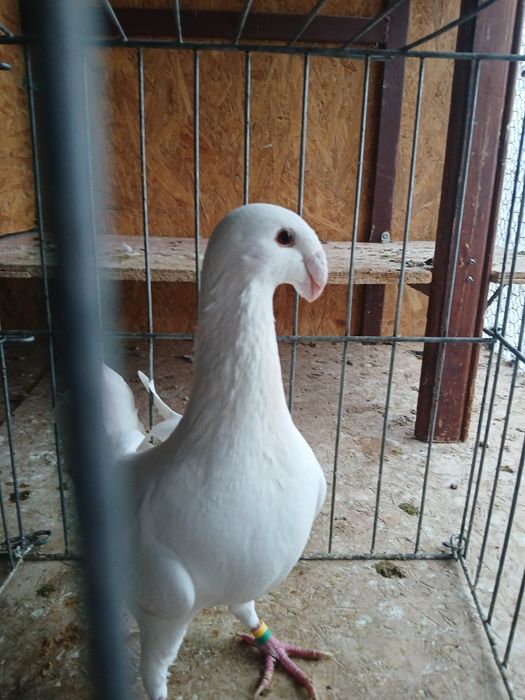 Voiajori germani de frumusețe