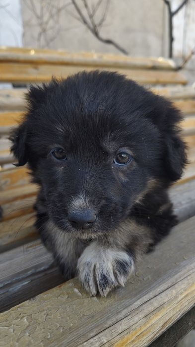 Отдам щенки в хорошие руки