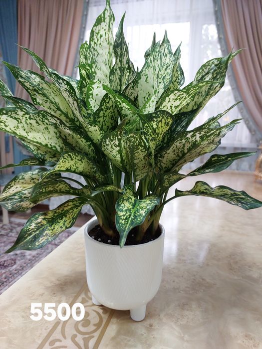 Комнатные растения цветы