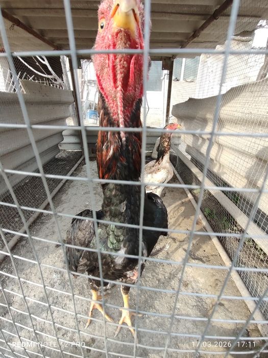 Куланги пара сотилади