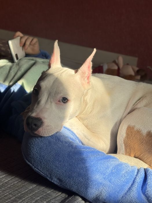 Стаффорд 5 месяцев