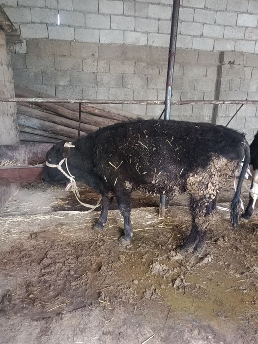 Буқалар сатылады