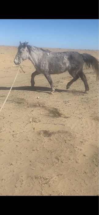 Ту бие сатылады