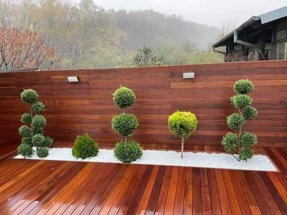 Brazi și palmieri ornamentali - Transport + Plantare asigurate