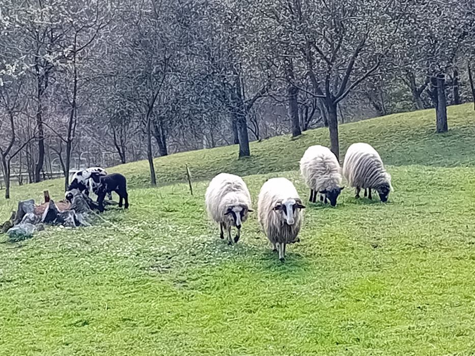 De vânzare un berbec rasa de carne