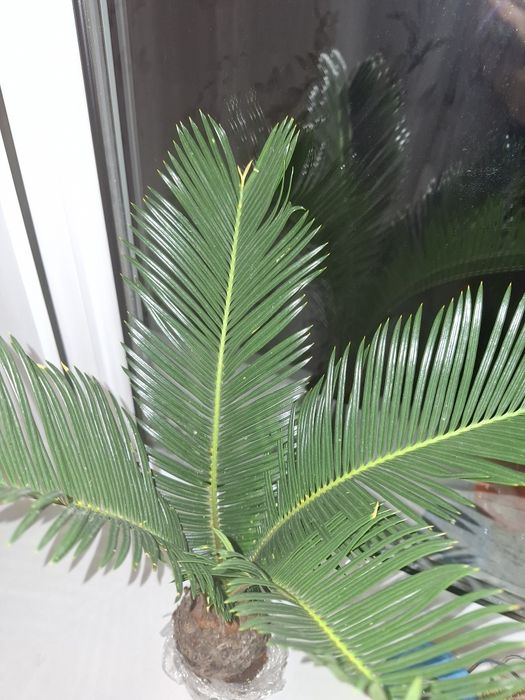 Цикас многолетний