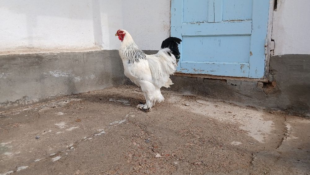 Brama tovuqlar sotiladi