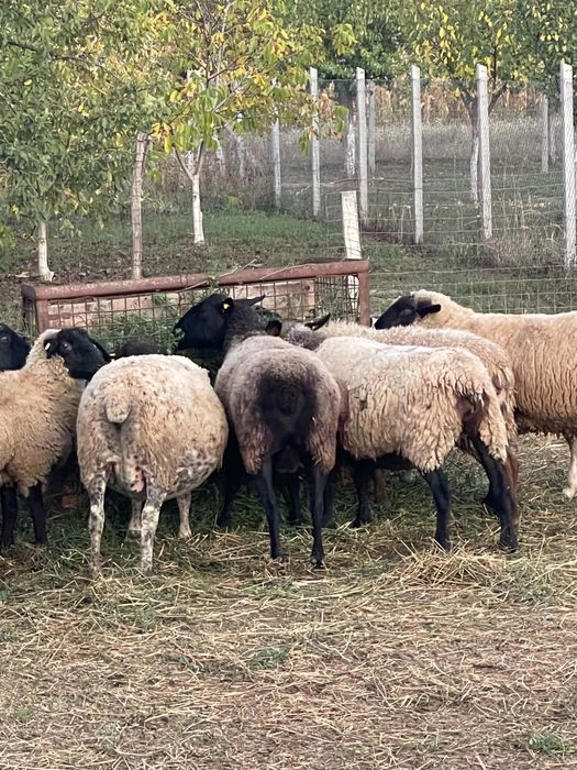Vând oi suffolk femele